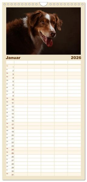 Produktbild: Familienplaner 2026 - Charmante Australian Shepherds mit 5 Spalten (Wandkalender, 21 x 45 cm) CALVENDO