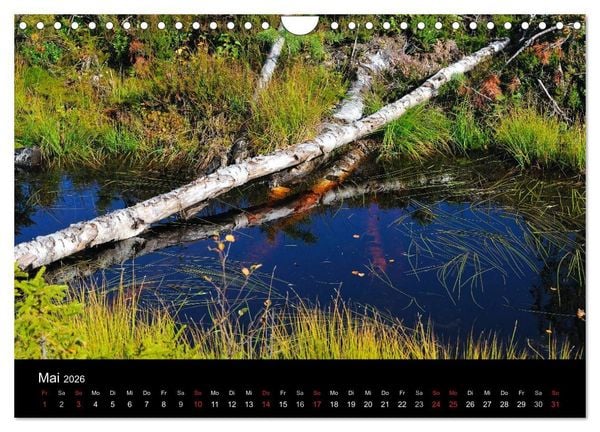 Produktbild: B&auml;ume (Wandkalender 2026 DIN A4 quer), CALVENDO Monatskalender