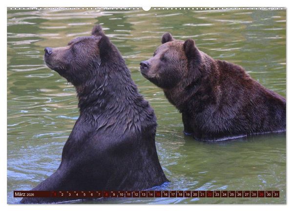 Produktbild: B&auml;ren (hochwertiger Premium Wandkalender 2026 DIN A2 quer), Kunstdruck in Hochglanz