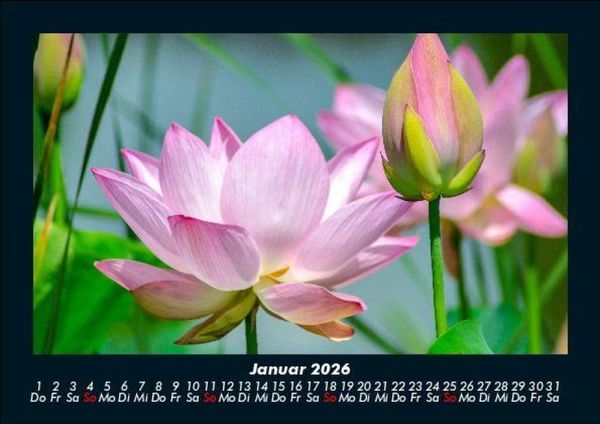 Produktbild: Blumentraum 2026 Fotokalender DIN A5