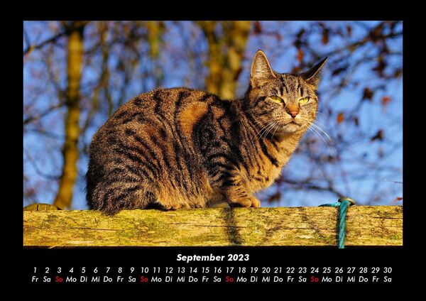 Hunde- Und Katzenfreunde Kalender 2023 – 16 Monate, 30,5x61 Cm, Mit Süßen Tierfotos