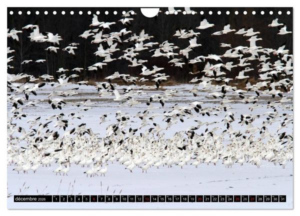 Produktbild: PLUMES L&Eacute;G&Egrave;RES. Oiseaux du Monde (Calendrier mural 2026 DIN A4 vertical), CALVENDO calendrier mensuel