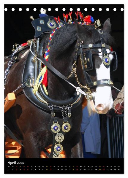 Produktbild: Shire Horse - Geschm&uuml;ckte Riesen (Tischkalender 2026 DIN A5 hoch), CALVENDO Monatskalender