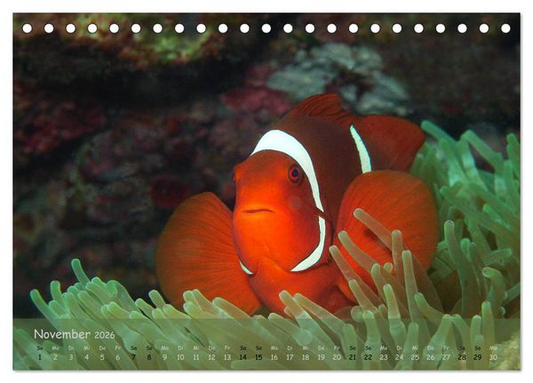 Produktbild: Anemonenfische - Streitbare Gesellen (Tischkalender 2026 DIN A5 quer), CALVENDO Monatskalender