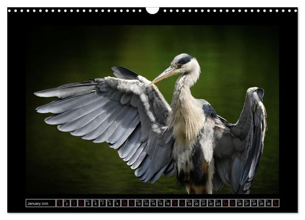 Produktbild: The heron parade (Wall Calendar 2026 DIN A3 landscape), CALVENDO 12 Month Wall Calendar