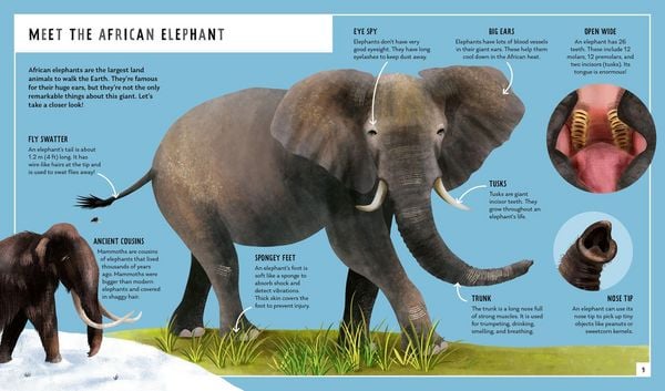 Produktbild: African Elephant (Young Zoologist)