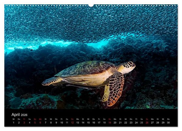 Produktbild: Fischschw&auml;rme (Wandkalender 2026 DIN A2 quer), CALVENDO Monatskalender