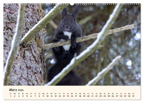 Produktbild: Oachkatzl (Wandkalender 2026 DIN A2 quer), CALVENDO Monatskalender