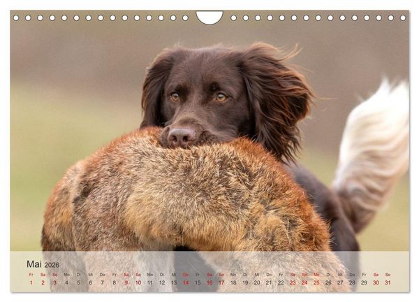 Produktbild: Treue Jagdgef&auml;hrten Der kleine M&uuml;nsterl&auml;nder (Wandkalender 2026 DIN A4 quer), CALVENDO Monatskalender