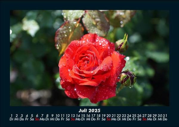 Produktbild: Blumenkalender 2025 Fotokalender DIN A5