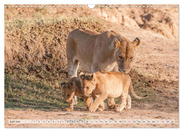 Produktbild: Emotionale Momente: Liebenswerte L&ouml;wenbabys (Wandkalender 2026 DIN A3 quer), CALVENDO Monatskalender