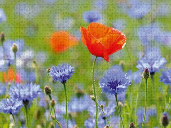 Produktbild: CALVENDO Puzzle Mohn und Kornblumen. Landschaft im Havelland. 1000 Teile Lege-Gr&ouml;&szlig;e 64 x 48 cm Foto-Puzzle Bild von Anja Frost