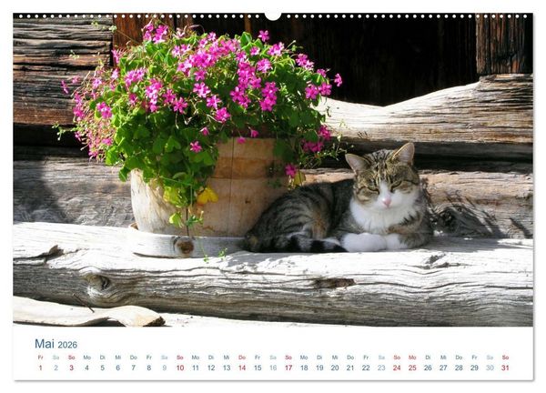 Produktbild: Tierisches Leben auf dem Bauernhof 2026 (Wandkalender 2026 DIN A2 quer), CALVENDO Monatskalender