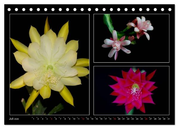 Produktbild: Epiphyllum-Hybriden (Tischkalender 2026 DIN A5 quer), CALVENDO Monatskalender