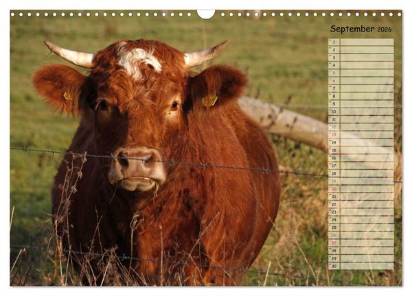 Produktbild: Gl&uuml;ckliche K&uuml;he (Wandkalender 2026 DIN A3 quer), CALVENDO Monatskalender