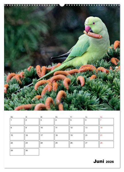 Produktbild: Bezaubernde V&ouml;gel im heimischen Garten (Wandkalender 2026 DIN A2 hoch), CALVENDO Monatskalender