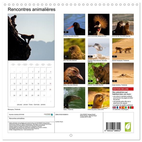 Produktbild: Rencontres animali&egrave;res (Calendrier mural carr&eacute; 2026 30x30 cm) Calendrier double avec une page pour vos prises de notes