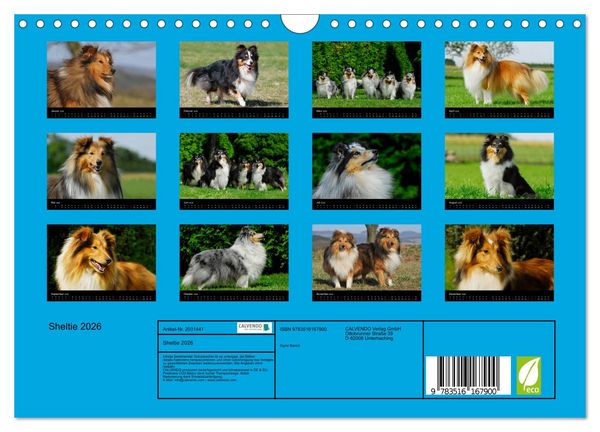 Produktbild: Sheltie 2026 (Wandkalender 2026 DIN A4 quer), CALVENDO Monatskalender