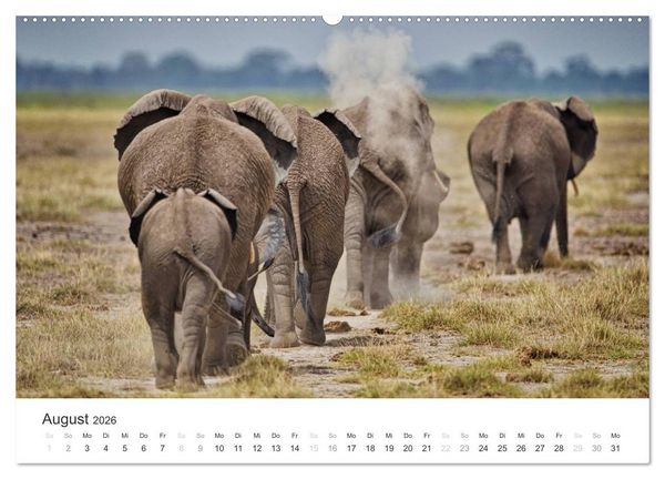 Produktbild: Elefanten - Sanfte Riesen in Afrika (hochwertiger Premium Wandkalender 2026 DIN A2 quer), Kunstdruck in Hochglanz