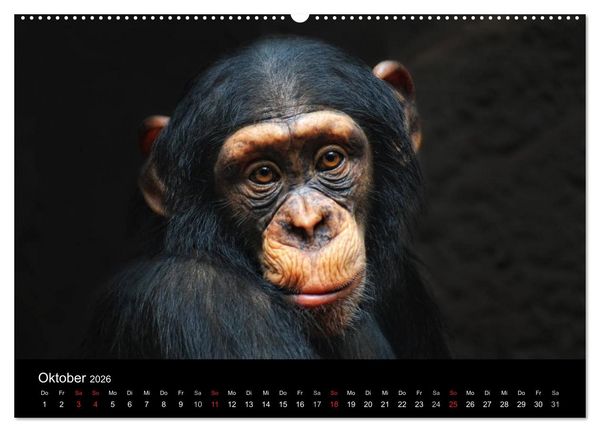 Produktbild: Tierisches (Wandkalender 2026 DIN A2 quer), CALVENDO Monatskalender