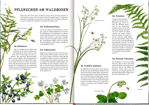 Produktbild: Das gro&szlig;e Buch vom Tannenbaum