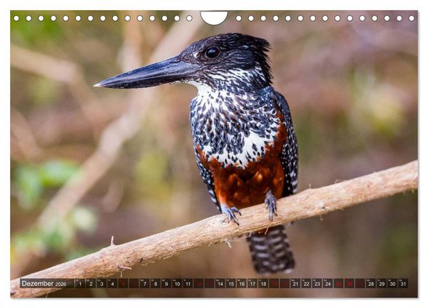 Produktbild: Safari in Tansania (Wandkalender 2026 DIN A4 quer), CALVENDO Monatskalender
