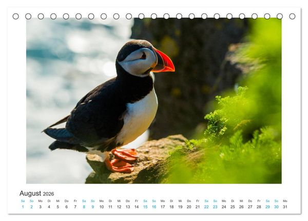 Produktbild: PAPAGEIENTAUCHER - Clowns der Nordmeere (Tischkalender 2026 DIN A5 quer), CALVENDO Monatskalender