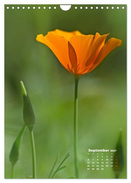 Produktbild: Ein Spaziergang &uuml;ber eine Sommerwiese (Wandkalender 2027 DIN A4 hoch), CALVENDO Monatskalender