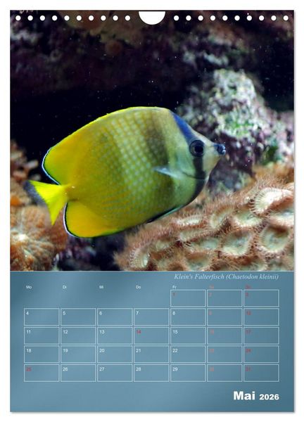 Produktbild: Bunte Riffbewohner - Fische, Anemonen und noch viel mehr (Wandkalender 2026 DIN A4 hoch), CALVENDO Monatskalender