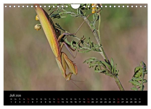 Produktbild: Faszination Gottesanbeterin - Die Welt der Mantis (Wandkalender 2026 DIN A4 quer), CALVENDO Monatskalender