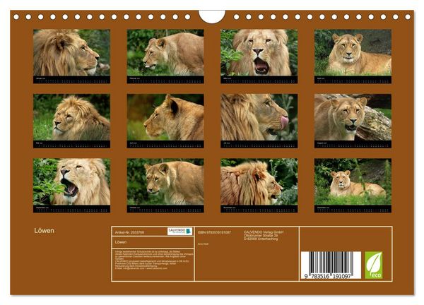 Produktbild: L&ouml;wen (Wandkalender 2026 DIN A4 quer), CALVENDO Monatskalender