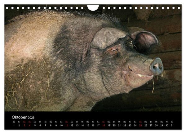 Produktbild: Schweinereien (Wandkalender 2026 DIN A4 quer), CALVENDO Monatskalender