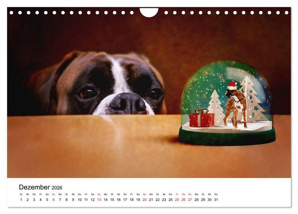 Produktbild: Deutscher Boxer (Wandkalender 2026 DIN A4 quer), CALVENDO Monatskalender