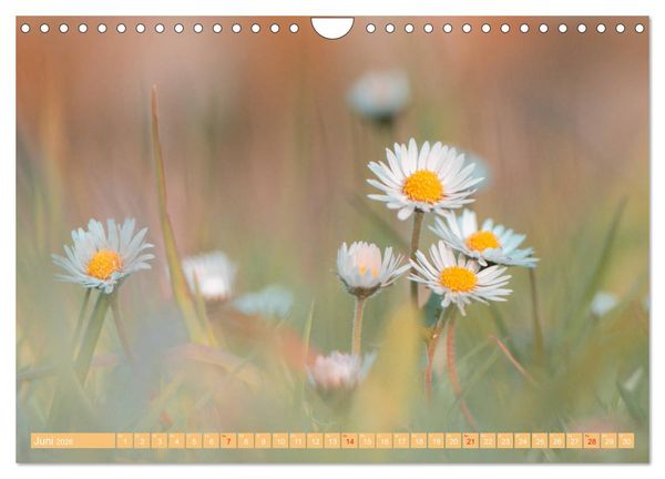 Produktbild: G&auml;nsebl&uuml;mchen Poesie (Wandkalender 2026 DIN A4 quer), CALVENDO Monatskalender