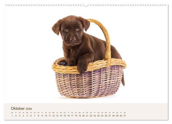 Produktbild: Labrador - Welpen (Wandkalender 2026 DIN A2 quer), CALVENDO Monatskalender