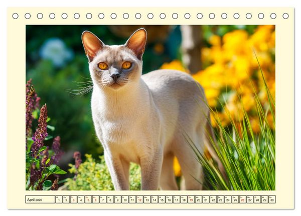 Produktbild: Burma-Katzen. Ausstrahlung und Anmut der faszinierenden Samtpfoten (Tischkalender 2026 DIN A5 quer), CALVENDO Monatskalender