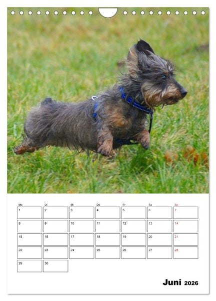 Produktbild: Liebenswerte Zwergrauhaardackel (Wandkalender 2026 DIN A4 hoch), CALVENDO Monatskalender