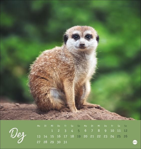 Produktbild: Erdm&auml;nnchen Postkartenkalender 2027
