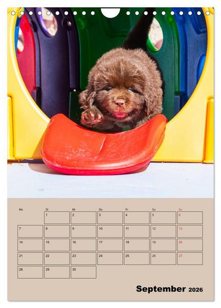 Produktbild: Familienplaner Neufundl&auml;nder Welpen (Wandkalender 2026 DIN A4 hoch), CALVENDO Monatskalender