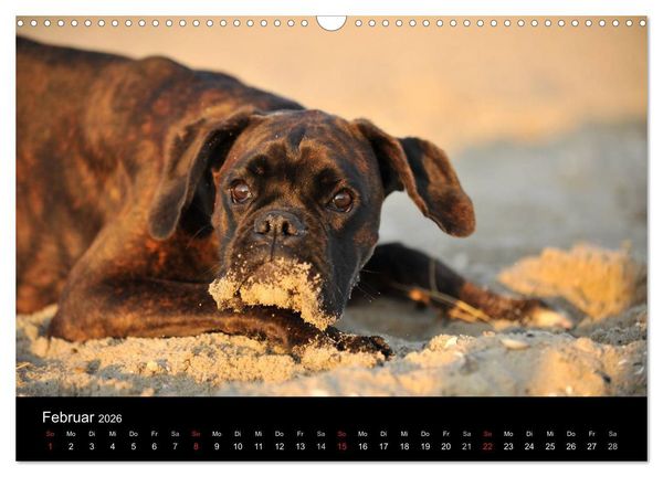 Produktbild: Boxer ? Was sonst ! (Wandkalender 2026 DIN A3 quer), CALVENDO Monatskalender