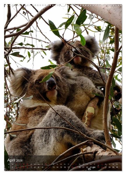 Produktbild: Koalas auf den Pelz ger&uuml;ckt (hochwertiger Premium Wandkalender 2026 DIN A2 hoch), Kunstdruck in Hochglanz