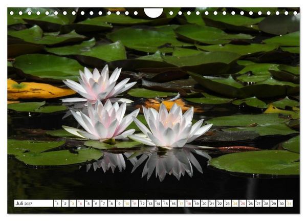 Produktbild: 12 Monate Natur (Wandkalender 2027 DIN A4 quer), CALVENDO Monatskalender