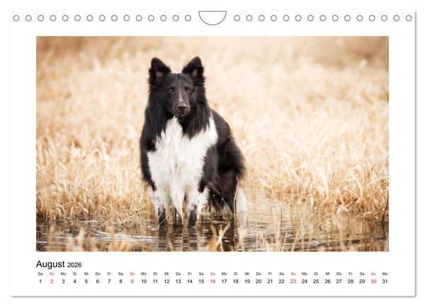 Produktbild: Herzensshelties - Shetland Sheepdogs (Wandkalender 2026 DIN A4 quer), CALVENDO Monatskalender