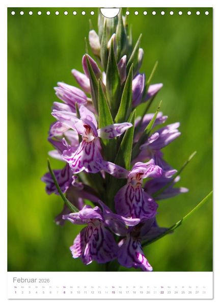 Produktbild: Alpenblumen (Wandkalender 2026 DIN A4 hoch), CALVENDO Monatskalender