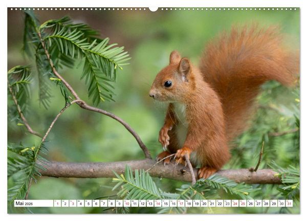 Produktbild: Eichh&ouml;rnchen im K&ouml;niglichen Garten (Wandkalender 2026 DIN A2 quer), CALVENDO Monatskalender