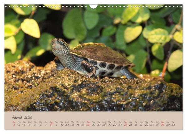 Produktbild: Turtles and Tortoise / UK-Version (Wall Calendar 2026 DIN A3 landscape), CALVENDO 12 Month Wall Calendar
