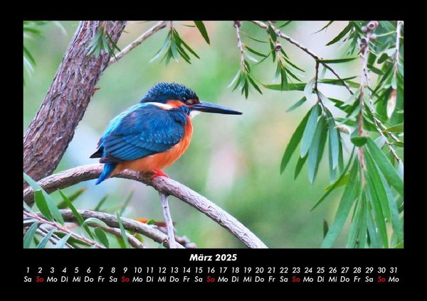 Produktbild: Vogelparadies 2025 Fotokalender DIN A3