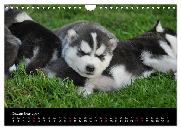 Produktbild: Huskys - Traumhunde (Wandkalender 2027 DIN A4 quer), CALVENDO Monatskalender