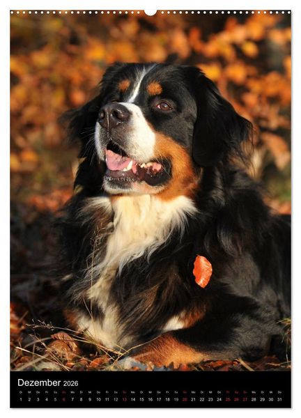 Produktbild: Faszination Berner Sennenhund (hochwertiger Premium Wandkalender 2026 DIN A2 hoch), Kunstdruck in Hochglanz