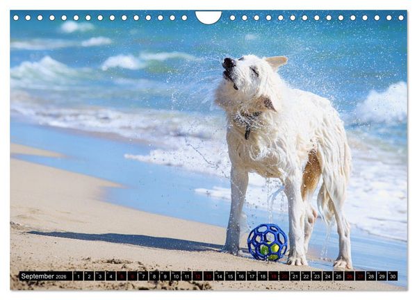 Produktbild: Wei&szlig;e Sch&auml;ferhunde in sch&ouml;nen Landschaften (Wandkalender 2026 DIN A4 quer), CALVENDO Monatskalender